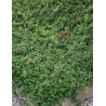 COTONEASTER radicans EICHHOLZ