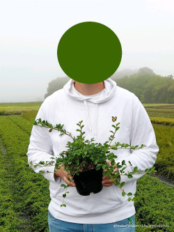 COTONEASTER radicans EICHHOLZ En pot de 2-3 litres