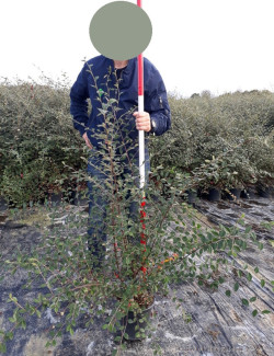COTONEASTER lacteus En pot de 4-5 litres