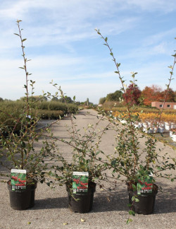 COTONEASTER lacteus En pot de 3-4 litres
