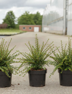 COTONEASTER horizontalis En pot de 3-4 litres