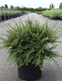 COTONEASTER horizontalis En pot de 10-12 litres