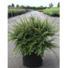 COTONEASTER horizontalis En pot de 10-12 litres