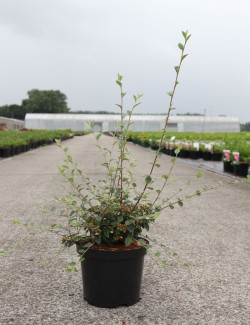 COTONEASTER franchetii En pot de 3-4 litres
