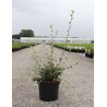 COTONEASTER franchetii En pot de 3-4 litres
