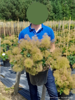 COTINUS coggygria YOUNG LADY En pot de 10-12 litres