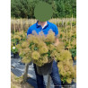 COTINUS coggygria YOUNG LADY En pot de 10-12 litres