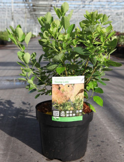 COTINUS coggygria YOUNG LADY En pot de 3-4 litres