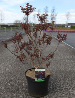 COTINUS coggygria ROYAL PURPLE En pot de 10-12 litres