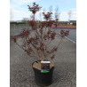 COTINUS coggygria ROYAL PURPLE En pot de 10-12 litres