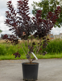 COTINUS coggygria ROYAL PURPLE En pot de 15-20 litres