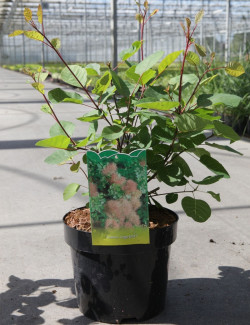 COTINUS coggygria En pot de 3-4 litres