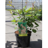 COTINUS coggygria En pot de 3-4 litres