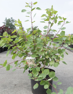 COTINUS coggygria En pot de 10-12 litres