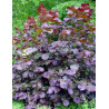 CORYLUS maxima PURPUREA