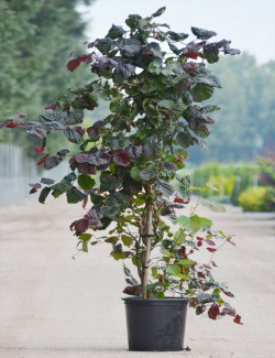 CORYLUS avellana RED MAJESTIC En pot de 25-30 litres