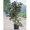 CORYLUS avellana RED MAJESTIC En pot de 25-30 litres