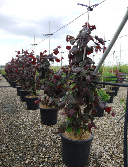 CORYLUS avellana RED MAJESTIC En pot de 15-20 litres