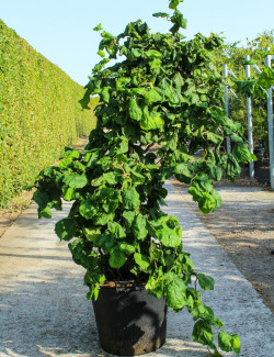 CORYLUS avellana CONTORTA En pot de 70-90 litres