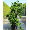CORYLUS avellana CONTORTA En pot de 70-90 litres