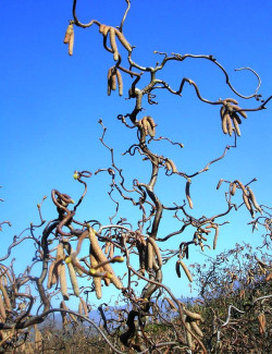 CORYLUS avellana CONTORTA