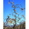 CORYLUS avellana CONTORTA