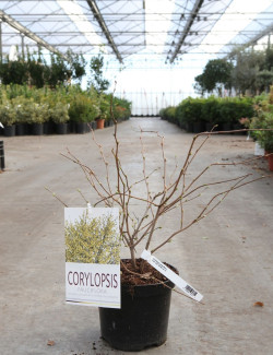 CORYLOPSIS pauciflora En pot de 3-4 litres