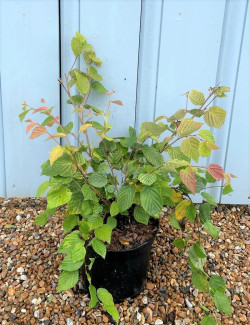 CORYLOPSIS pauciflora En pot de 7-10 litres