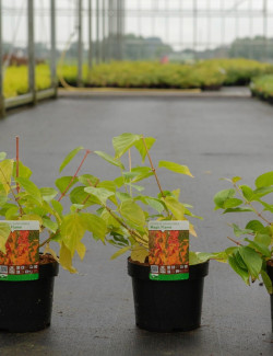 CORNUS sanguinea MAGIC FLAME En pot de 3-4 litres
