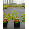 CORNUS sanguinea MAGIC FLAME En pot de 3-4 litres