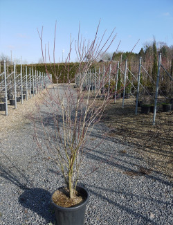 CORNUS florida En pot de 25-30 litres