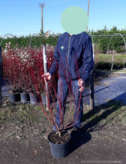 CORNUS alba ELEGANTISSIMA En pot de 10-12 litres