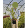 CORDYLINE australis TORBAY DAZZLER En pot de 4-5 litres