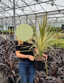 CORDYLINE australis TORBAY DAZZLER En pot de 10-12 litres