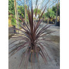 CORDYLINE australis RED STAR En pot de 15-20 litres