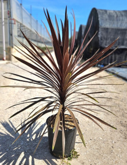 CORDYLINE australis RED STAR En pot de 7-10 litres