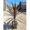 CORDYLINE australis RED STAR En pot de 7-10 litres