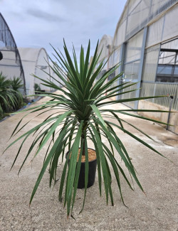 CORDYLINE australis PEKO En pot de 15-20 litres
