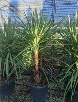 CORDYLINE australis