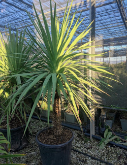CORDYLINE australis