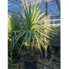 CORDYLINE australis