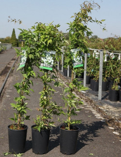 CLEMATIS montana var.grandiflora En pot de 4-5 litres