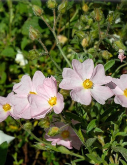 CISTUS skanbergii