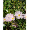 CISTUS skanbergii