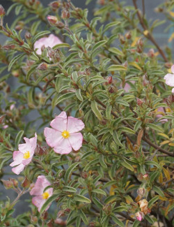 CISTUS skanbergii