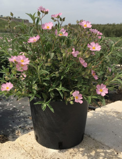 CISTUS skanbergii