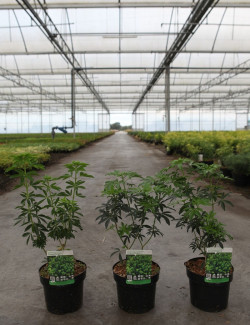 CHOISYA ternata GREENFINGERS En pot de 4-5 litres