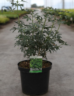 CHOISYA ternata GREENFINGERS En pot de 10-12 litres