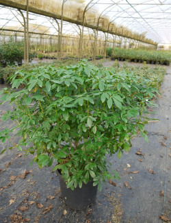 CHOISYA ternata En pot de 15-20 litres