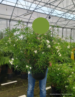 CHOISYA AZTEC PEARL En pot de 15-20 litres